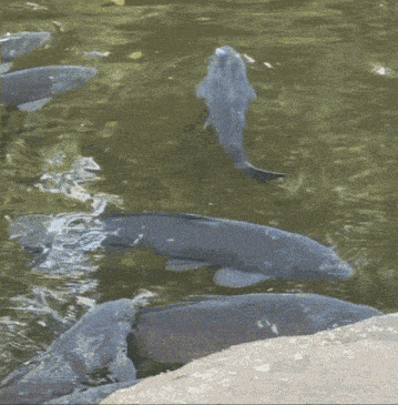 a group of fish are swimming in a pond and one of them has a white tail