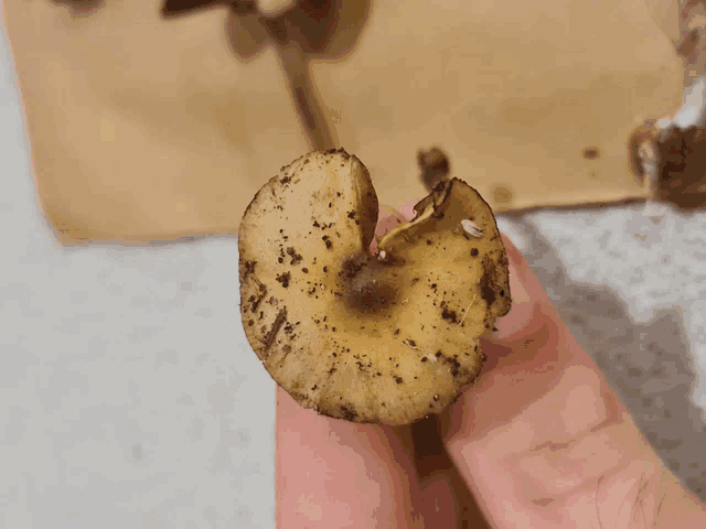 a person is holding a mushroom with a hole in the middle