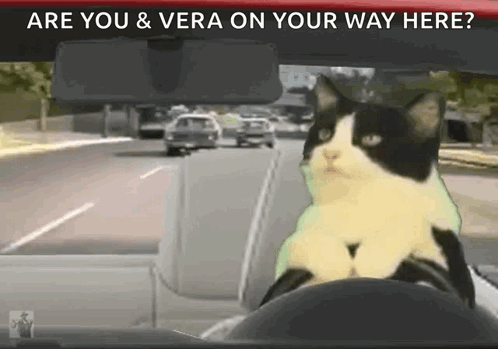 Cat Drive GIF