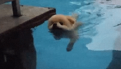 Puppy Swim GIF - Puppy Swim Swimming GIFs