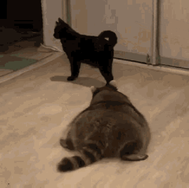 Fat Sneek GIF - Fat Sneek Scaredy Cat GIFs