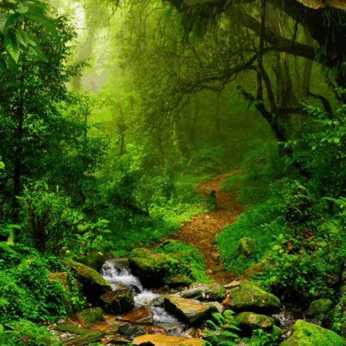 a stream runs through a lush green forest surrounded by rocks