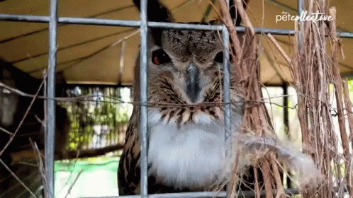 Owl The Pet Collective GIF - Owl The Pet Collective Staring GIFs