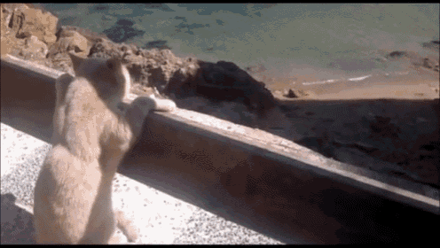 Cat On Vacation GIF - Cat Vacation Dream GIFs