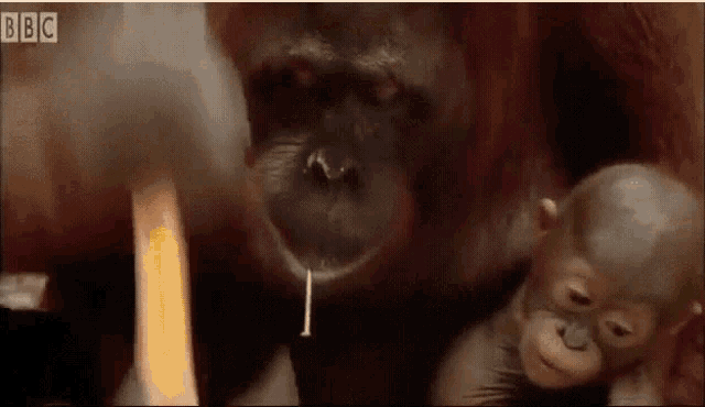 Monke Orangutan GIF - Monke Orangutan Monkey GIFs