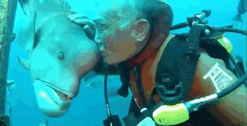 a scuba diver is kissing a fish on the nose