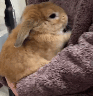 a brown rabbit is sitting on a purple blanket .