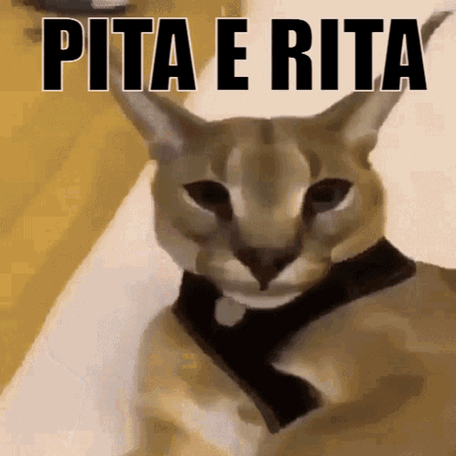 Pita Rita GIF - Pita Rita Floppa GIFs
