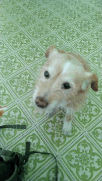 a small brown and white dog laying on a green tile floor
