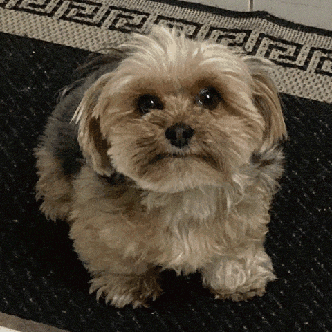 a small dog sitting on a rug with a greek key pattern on it