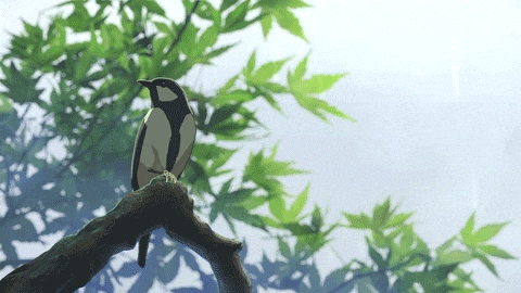 a black and white bird perched on a tree branch