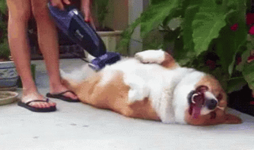 Excited Dog GIF - Excited Dog Happy GIFs
