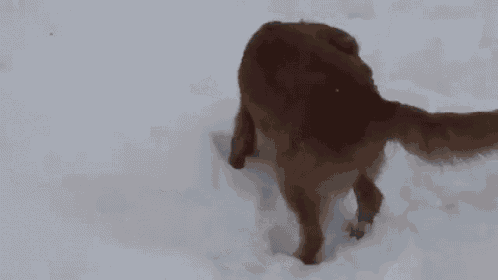 Where Did That Come From? GIF - Squek Toy Dog GIFs