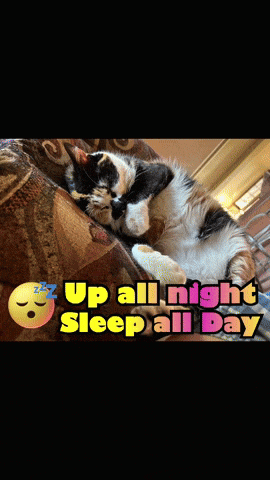 a cat laying on a couch with the words up all night sleep all day above it