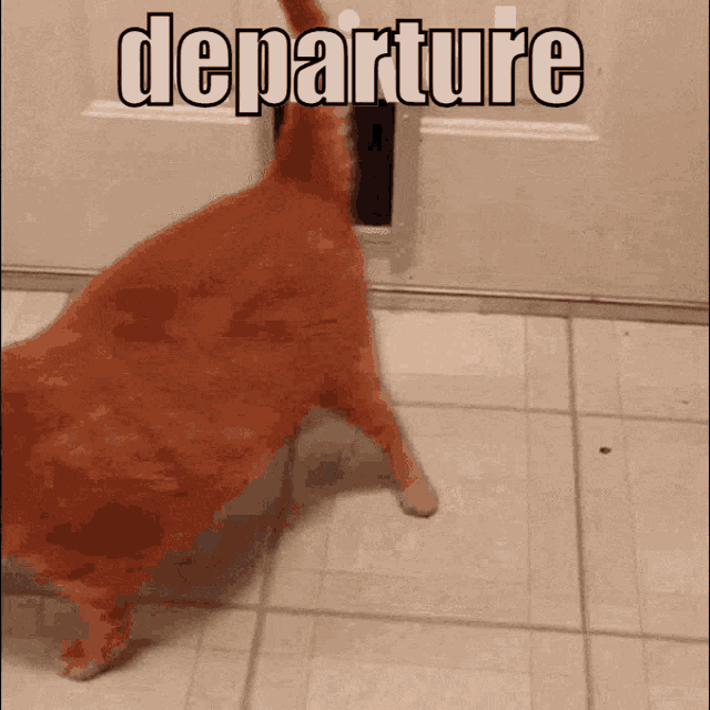 Cat Departure GIF - Cat Departure GIFs