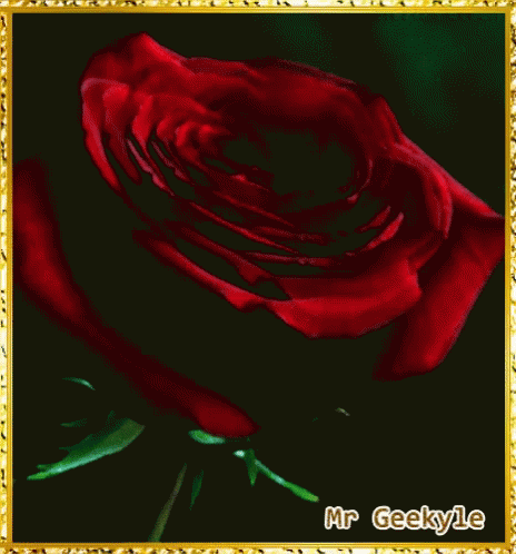 Mrgeekyle Rose GIF - Mrgeekyle Rose Blossom GIFs