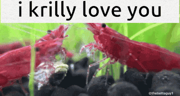 I Love You Krill GIF - I Love You Krill Shrimp GIFs