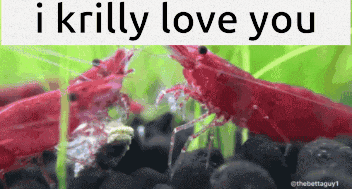 a picture of red shrimp with the words i krilly love you