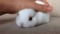 Bunny Rabbit GIF - Bunny Rabbit Cute Animals GIFs