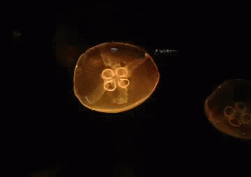 Moon Jellies In A Tank With A Color Changing Lights! GIF - Moon Jellyfish Color GIFs