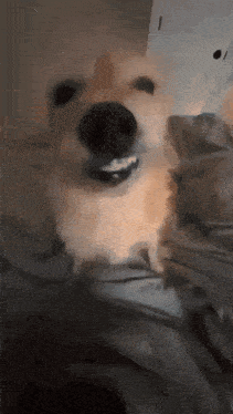 a dog is laying on a bed with its mouth open