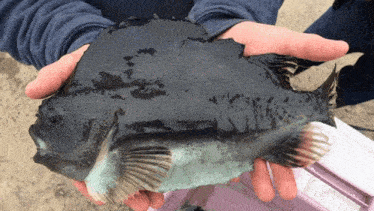 a person is holding a fish in their hands that looks like a piece of black paper