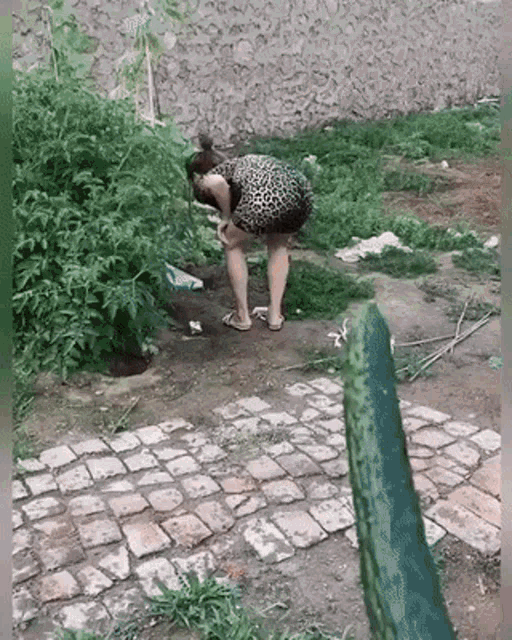 a woman in a leopard print dress is kneeling down in the dirt in a garden .