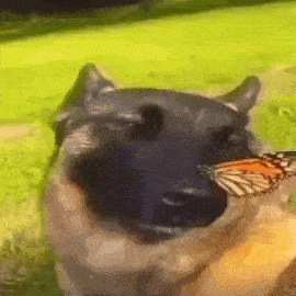 a close up of a dog with a butterfly on its nose .