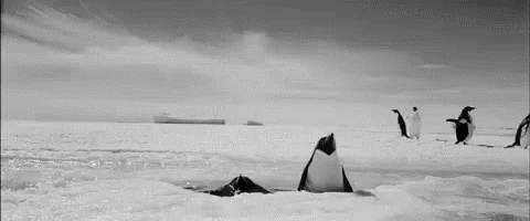 Penguins Animals GIF - Penguins Animals Ice GIFs