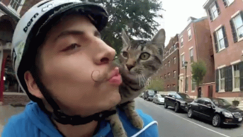 A Bicycle Built For Two GIF - Cat Cats Cute GIFs