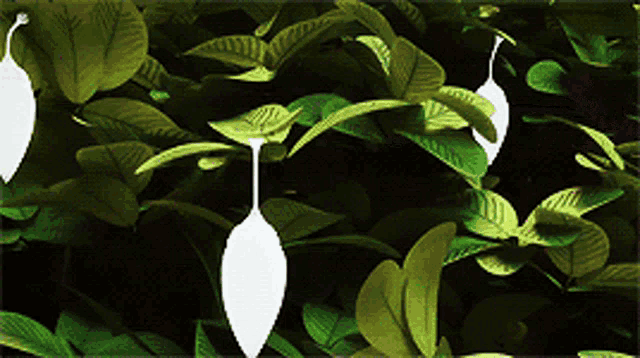 a bunch of green leaves with a white leaf in the center