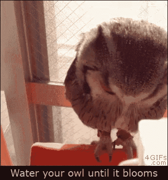 Water Your Owl Until It Blooms GIF - Cute Animals GIFs