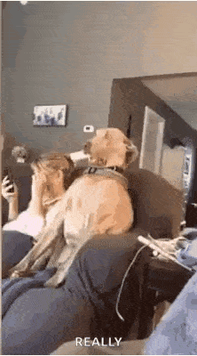 a dog is sitting on a couch next to a woman who is holding a cell phone .