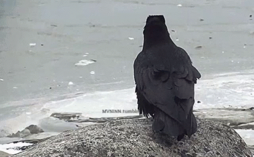 Cuddle Raven GIF