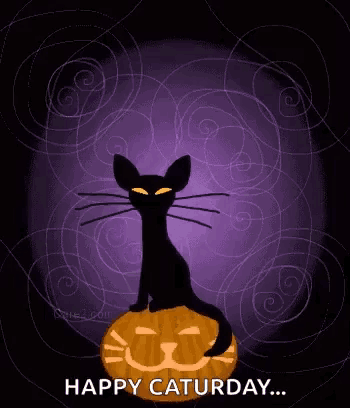 a black cat sitting on top of a pumpkin with the words happy saturday
