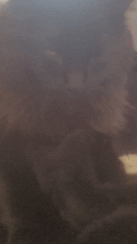 a blurred image of a cat laying on a window sill