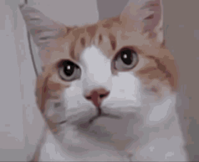 Orange Cat Cattitude GIF - Orange Cat Cattitude Cat Attitude GIFs