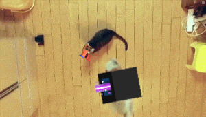 a cat is sitting on a wooden floor with a toy house on its head