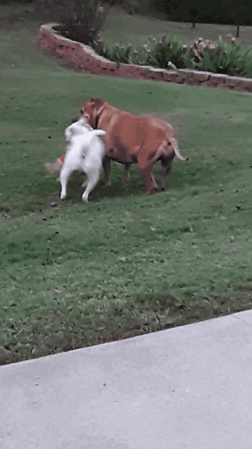 Dogs Playing GIF