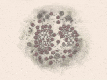 a painting of a circle with purple berries on a white background