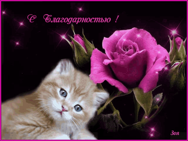 a kitten laying next to a pink rose on a greeting card that says спасибо
