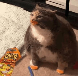 Cheetos Kitty Chonky Kitty GIF - Cheetos Kitty Chonky Kitty GIFs