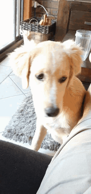 a dog is sitting on someone 's lap looking at the camera