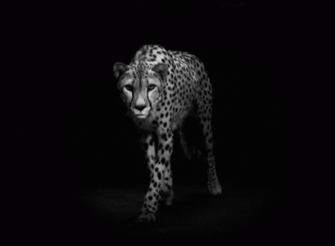 Cheetah Walking GIF - Cheetah Walking GIFs