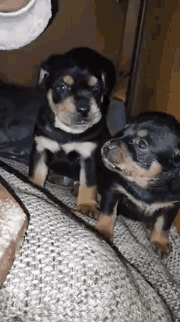 two puppies are sitting on a person 's lap .