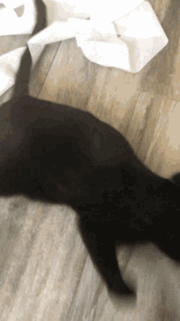 Cat Meme GIF - Cat Meme Toilet Paper GIFs