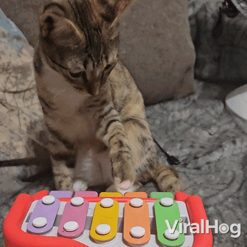 Cat Plays Toy Xylophone Viralhog GIF - Cat Plays Toy Xylophone Cat Viralhog GIFs