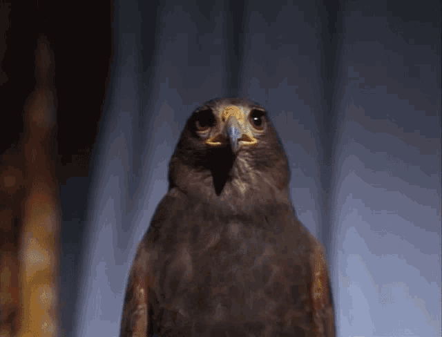 Bird Hawk GIF - Bird Hawk Screaming GIFs
