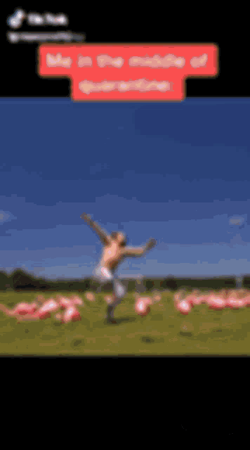 Flamingo Yeeted GIF - Flamingo Yeeted Rage GIFs
