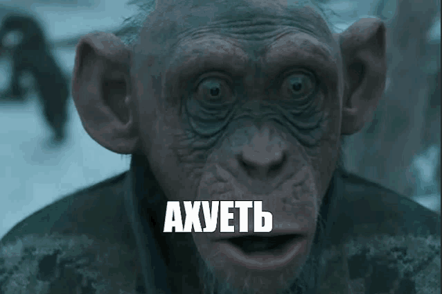 a close up of a chimpanzee 's face with the word axwetb written on it